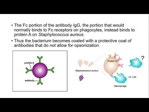 Protein A of Staphylococcus aureus - Interesting facts