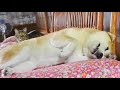 マッサージでメロメロの犬を見てドン引きの猫 Dog trying the cat massage roller