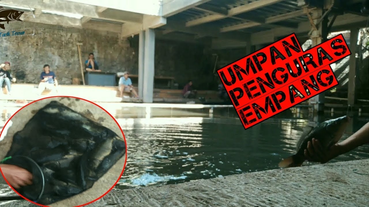Umpan ikan mas penguras empang