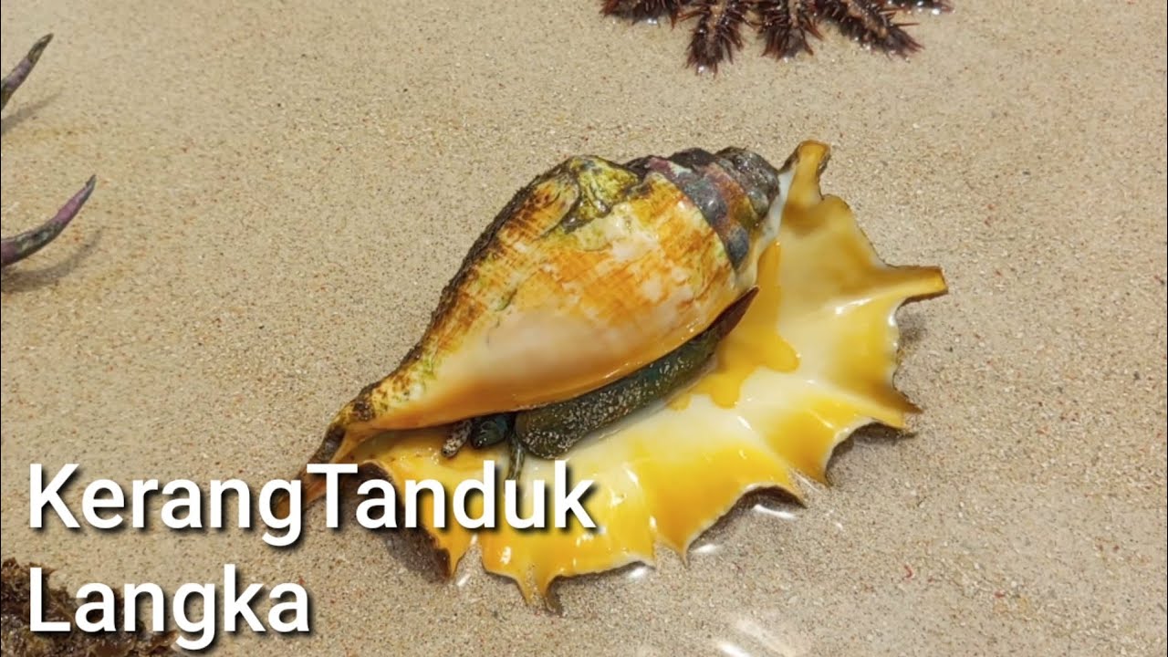 Menemukan Kerang Tanduk Langka Saat Air Laut Surut