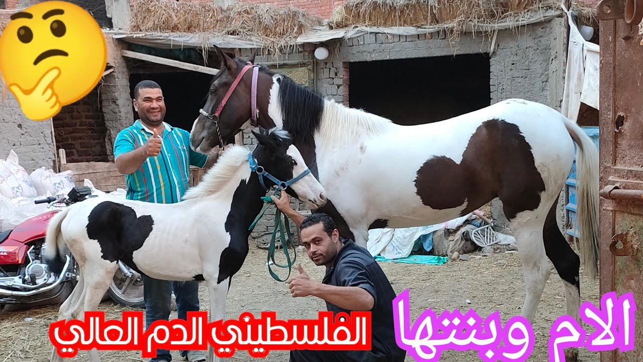 الاستاذ سيد نزل بالام وبنتها بالالوان الطبيعيه الفلسطيني الدم العالي 👌
