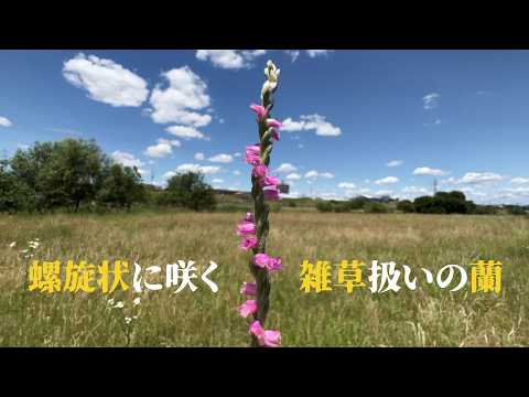 花がねじれて咲く普通種のラン「ネジバナ」