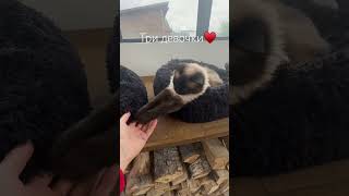 Девчата #кошкирулят #деревенскаяжизнь #спасенноеживотное #любовьвсейжизни #преданность #зоопсихолог