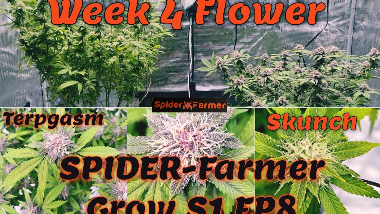 Spider Farmer Grow S1 EP8 Ft (GGS AC5+SF2000) Week 4 Flower