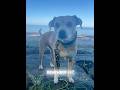 2024 Recap Dog Doggo 2024 2025 Recap Song Fypage Snow Doggo 2024 Recap Dog Doggo 2024 2025 Recap Song Fypage Snow Doggo