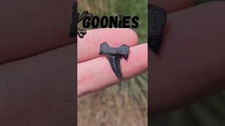 👀 Everyone Walked Past This Auriculatus Tooth! 🦈🔥