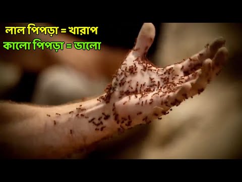 ভিডিও: ফায়ার পিঁপড়া: বর্ণনা এবং ছবি