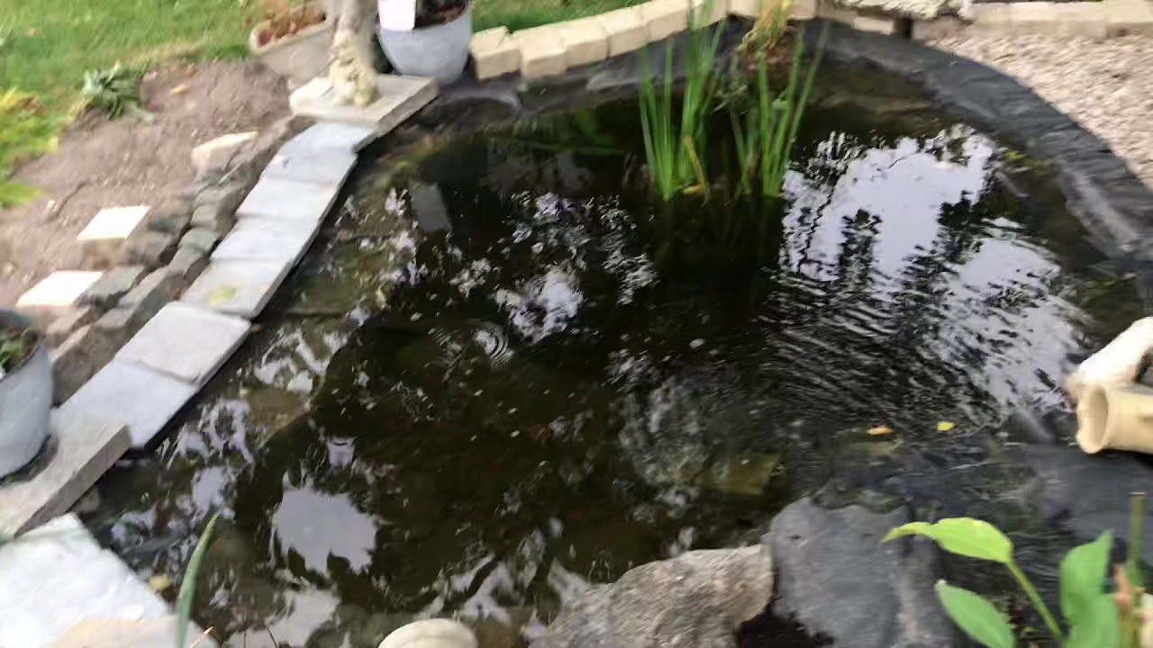 Filtration naturel bassin à koï YouTube — free download