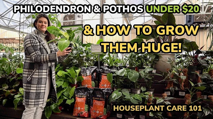 UNDER $20 How To Grow HUGE Philodendron & Pothos ! Houseplant Care 101: Philodendron & Pothos Care