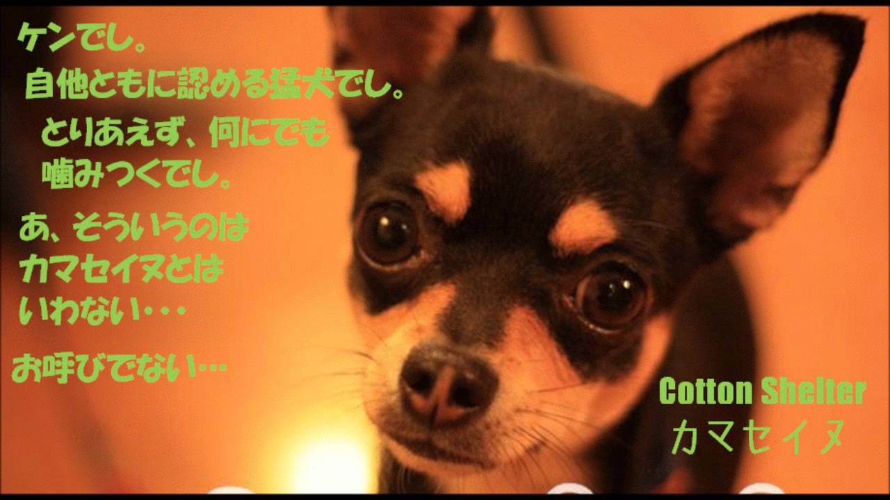 カマセイヌ - Cotton Shelter