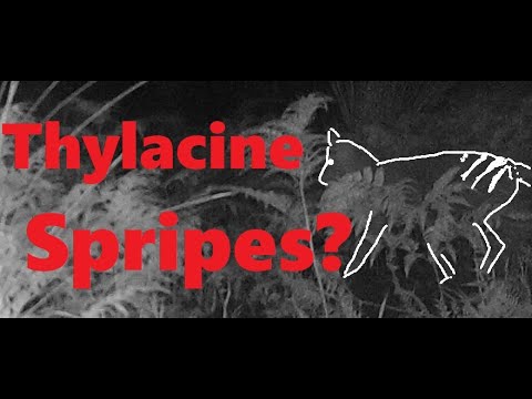 Thylacine Stripes?  - Time-Lapse - Life returns after the bush fire. - Camera 2.
