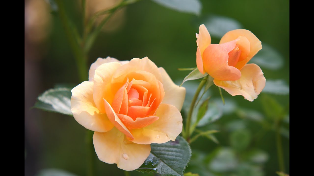 Como cultivar ROSEIRA  a partir da SEMENTE