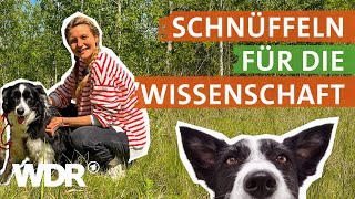 Superkraft Geruchssinn: Was macht ein Artenspürhund wie Border Collie Zammy | neuneinhalb | WDR