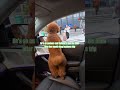 A dog’s heart is a treasure