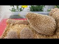 Los primeros días de un Erizo bebe con su madre | Newborn hedgehogs with his mother