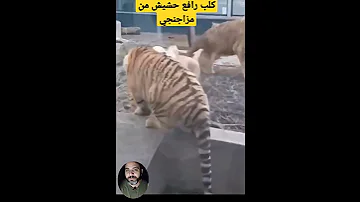 كلب رافع حشيش من مزاجنجي Shorts معلومات 