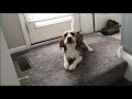 Beagle howling about bathtime