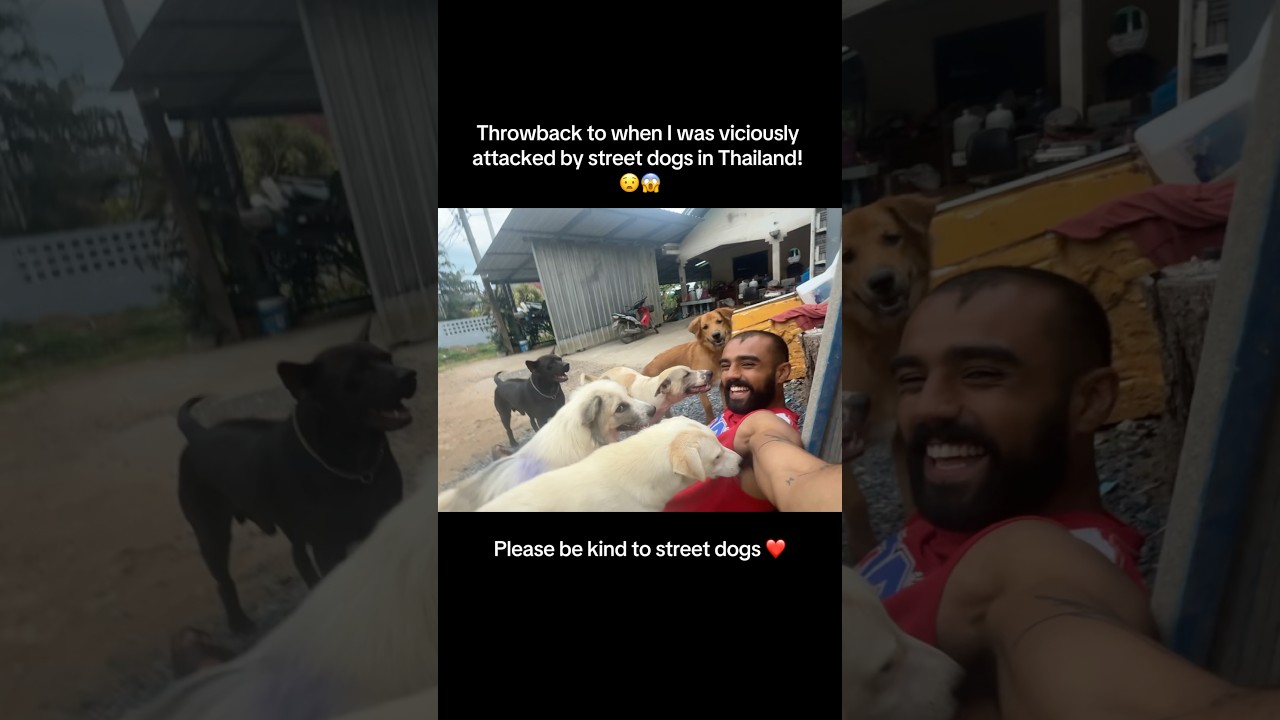 Attacked by dogs in Thailand! 😱 
