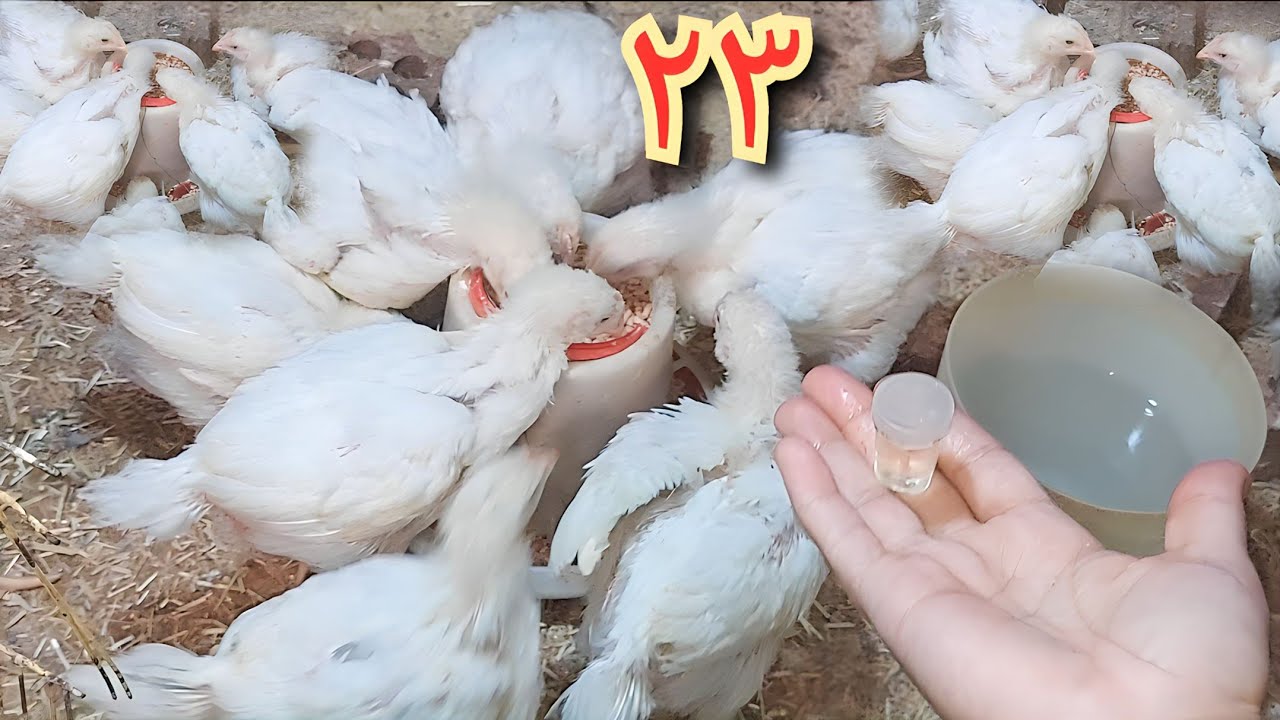 (٢٣)روحت للفراخ وايدي علي قلبي من الحر لقيتهم مفرفرين بنص سنتي من الازازه دي فاقو في دقيقه#دوره_ف