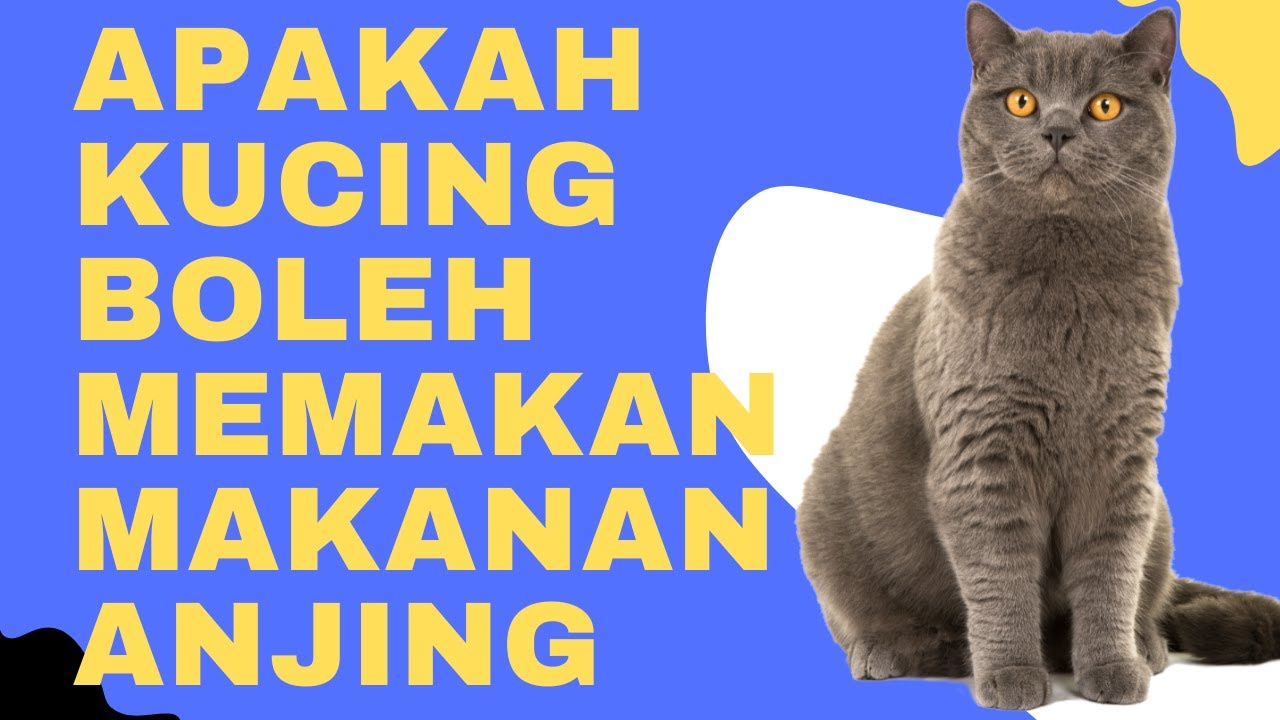 APAKAH KUCING BOLEH MEMAKAN MAKANAN ANJING YouTube