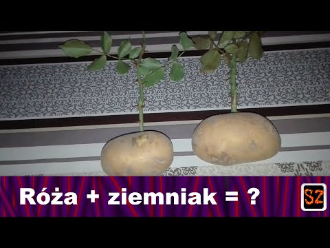 Wideo: Cięcie I Szczepienie Róż Z Późniejszym Ukorzenieniem