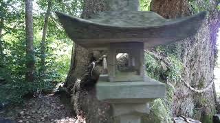 巨樹名木探訪　引作のクス　木の情報発信基地　P2270470