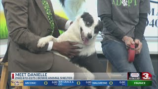 Danielle from Bowie Animal Shelter