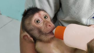 You spoiled baby monkey, this is what its like to care for a baby monkey from birth, very spoiled