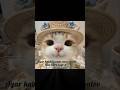 Mai to maasum hu n 🐾 #catvideos #funny #shortsfeed #tranding #youtube