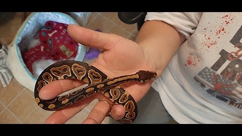 Liberty Gene Ball Python Unboxing