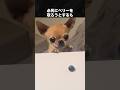 チワワを助けてあげたくなってしまう動画 #チワワ #犬 #いぬ