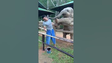 Playful baby elephant pokes guy with his trunk