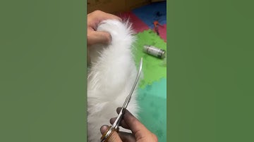 Mài kéo tỉa cong Grooming #maikeo #maitongdo #grooming #petshop #groomer