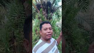 Cabutan kita #sawit #buah #perkebunan #petanimuda #unggul #ppks #shorts #vidio #shortsvideo