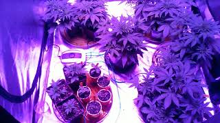 Super Grow FootFungus pt.12 new growth