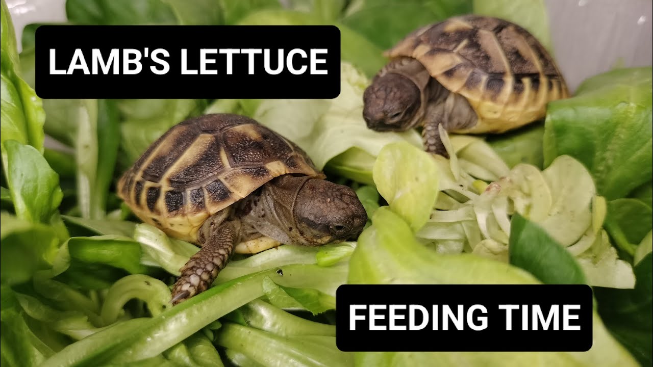 LAMB'S LETTUCE TREAT for BABY TORTOISES #tortoise #turtle #cornsalad 🇵🇭 ...