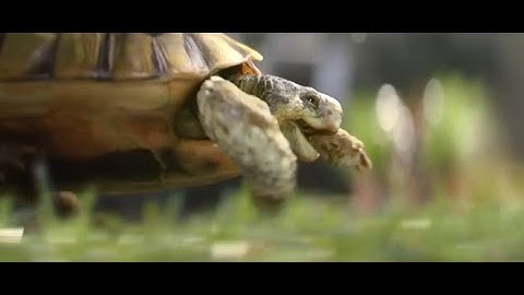 Homebase - Gary the Tortoise / Черепашка Гэри / Homebase campaign: Feels Good To Be Home
