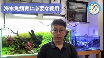 海水魚を飼う方法 Youtube