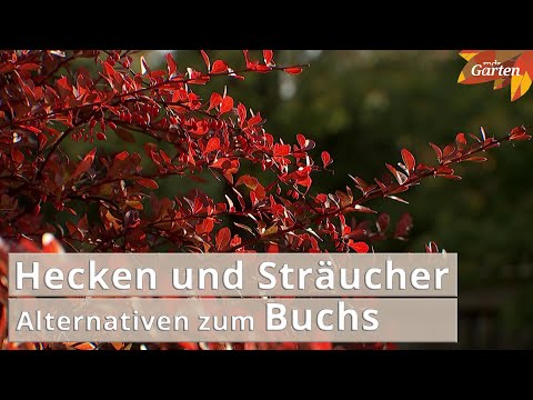 Video: Fressen Hirsche immergrüne Sträucher?