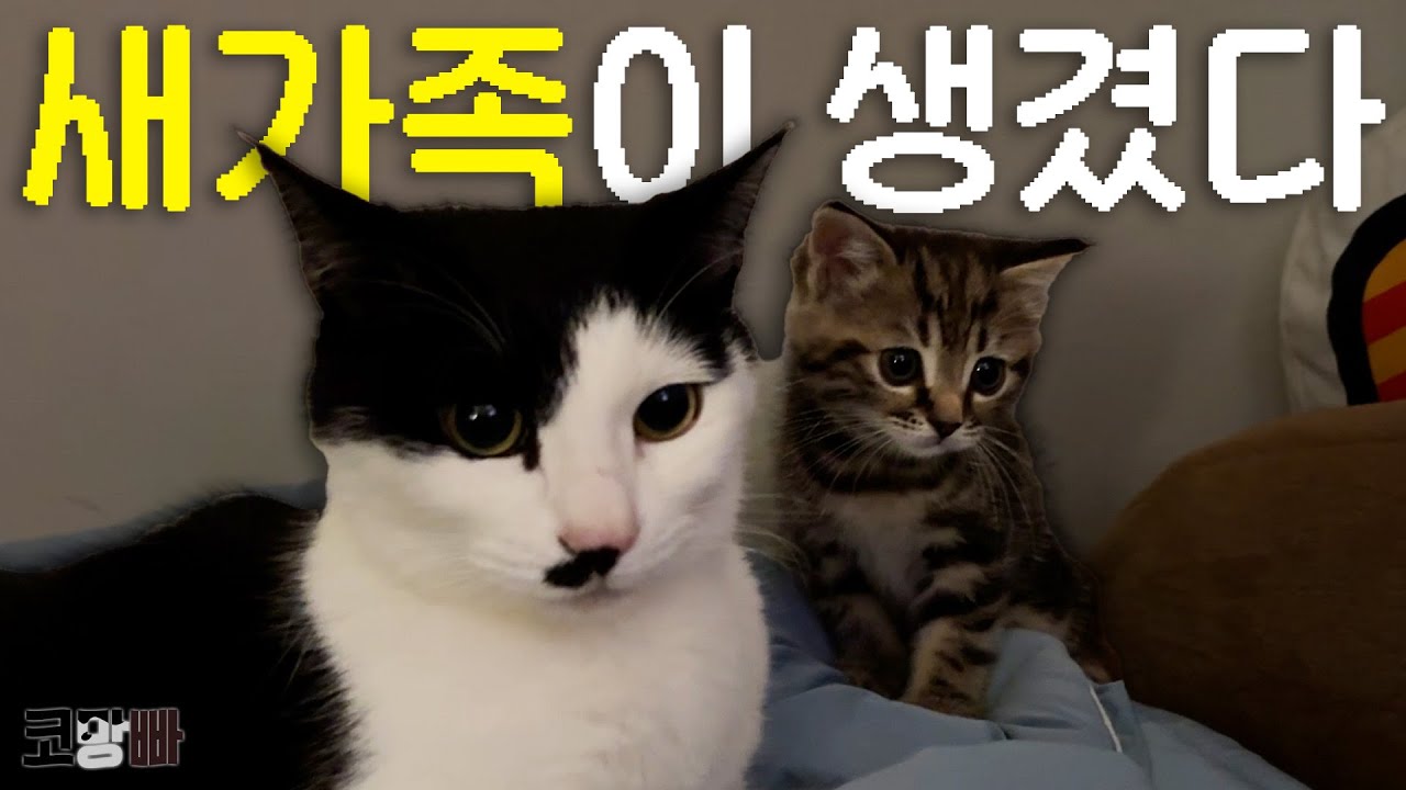 [SUB][코망빠로그] 우리 집 막내 빠루의 입양 스토리 🐱🐱🐱