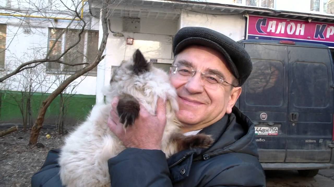кошки породы Прием в клубах кошек PCA 03.04.2016г
