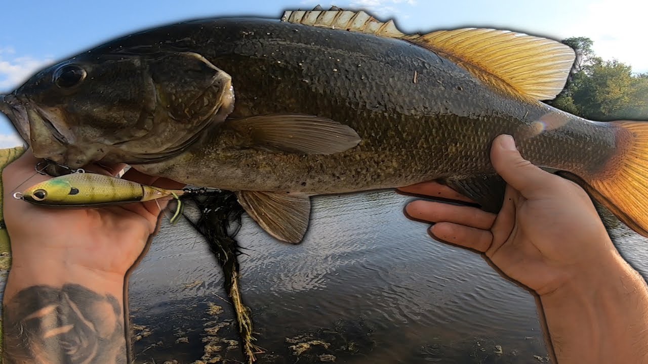 GIANT Manitoba Smallmouth Bass DESTROYS Whopper Plopper YouTube giant-manitoba-smallmouth-bass-destroys-whopper-plopper-youtube