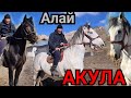 Алайдагы АКУЛА 🔥карабайырдын келишкендери чыкты🐴8 февраля 2022 г.