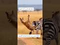 ركلة واحدة من حمار وحشي كانت كافية لإبعاد الضبع حيوانات مفترسه ترند