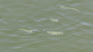 Small Fry In Clevedon Marine Lake 20230717
