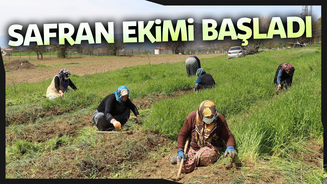 Safran Ekiminin Meşakkatli Yolculuğu Başladı