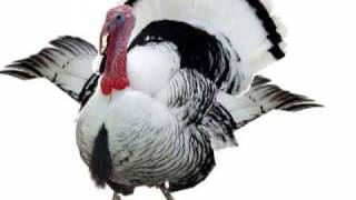 Happy Thanksgiving Turkey