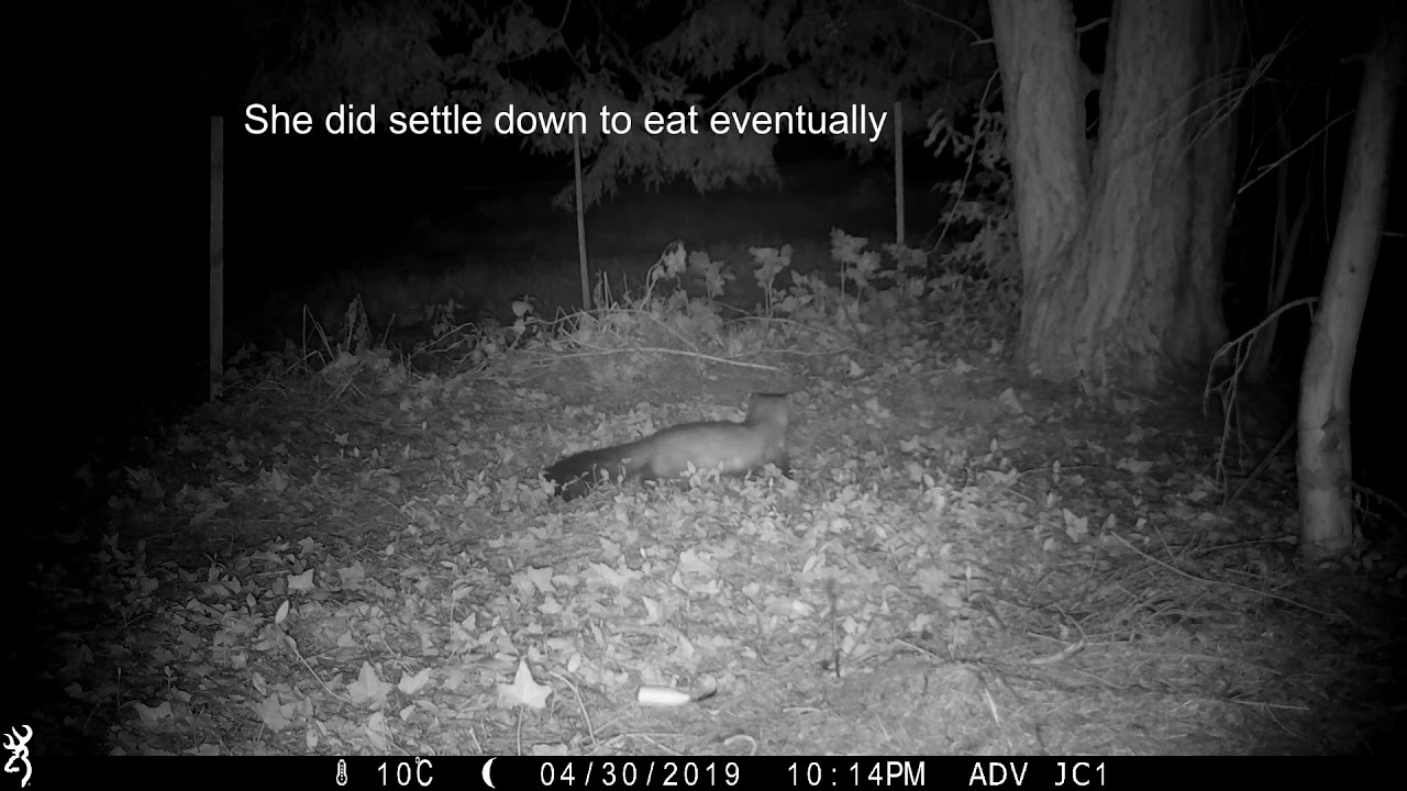 Dogs and honey  (Stone marten family/Steinmarder/Husmår) (best at 1080p)