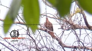 Download Lagu berburu burung uncal dan punai tanah (tunggu full videonya) MP3