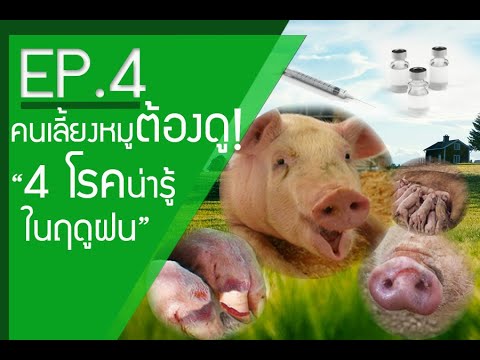 วีดีโอ: ทำไมอวัยวะหมูหยั่งรากในมนุษย์